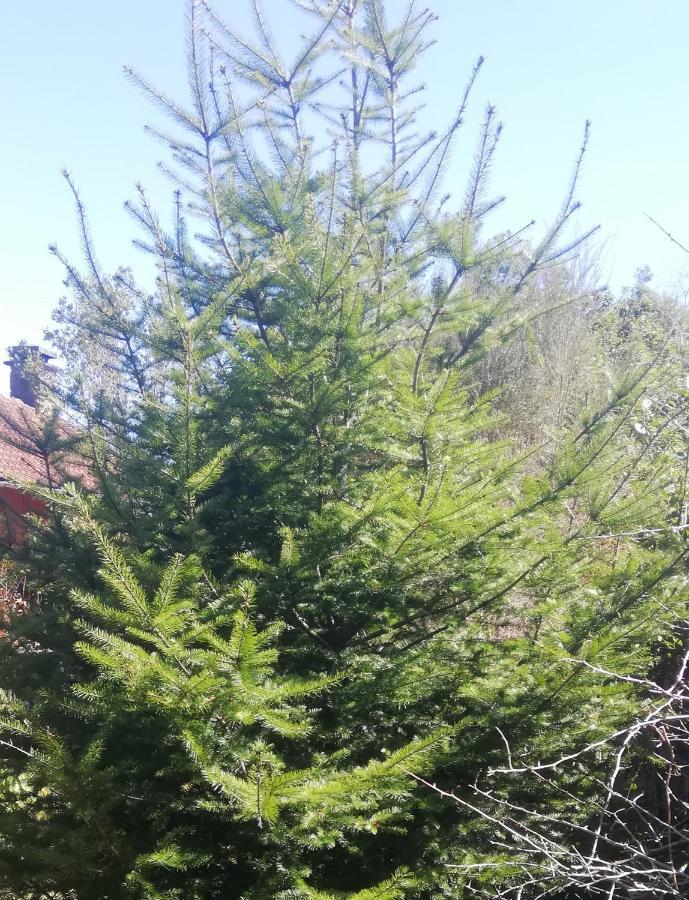 Chalet Pico Das Pedras Santana  Kültér fotó